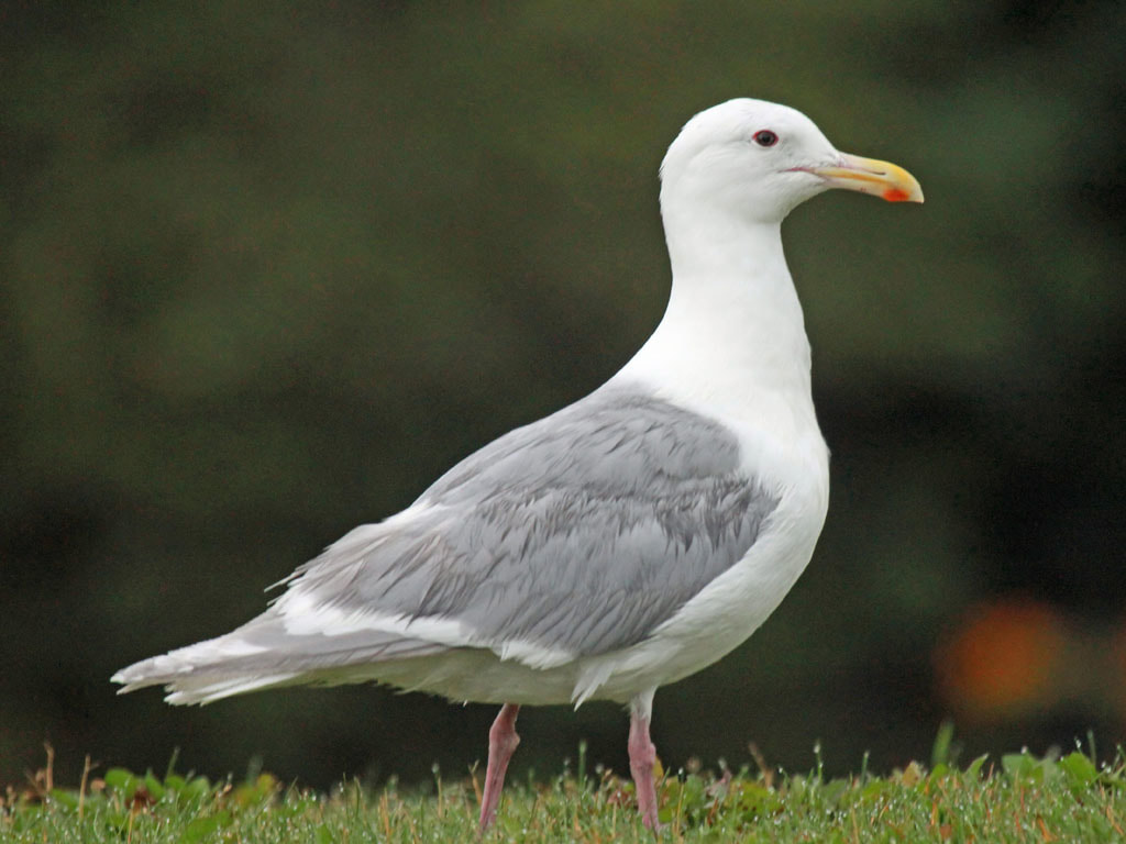 Glaucous-winged Gull 27in
