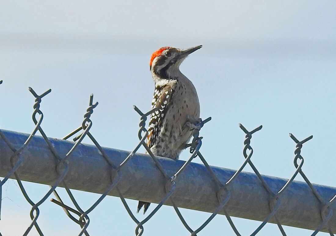Woodpecker Birds Of Southern California